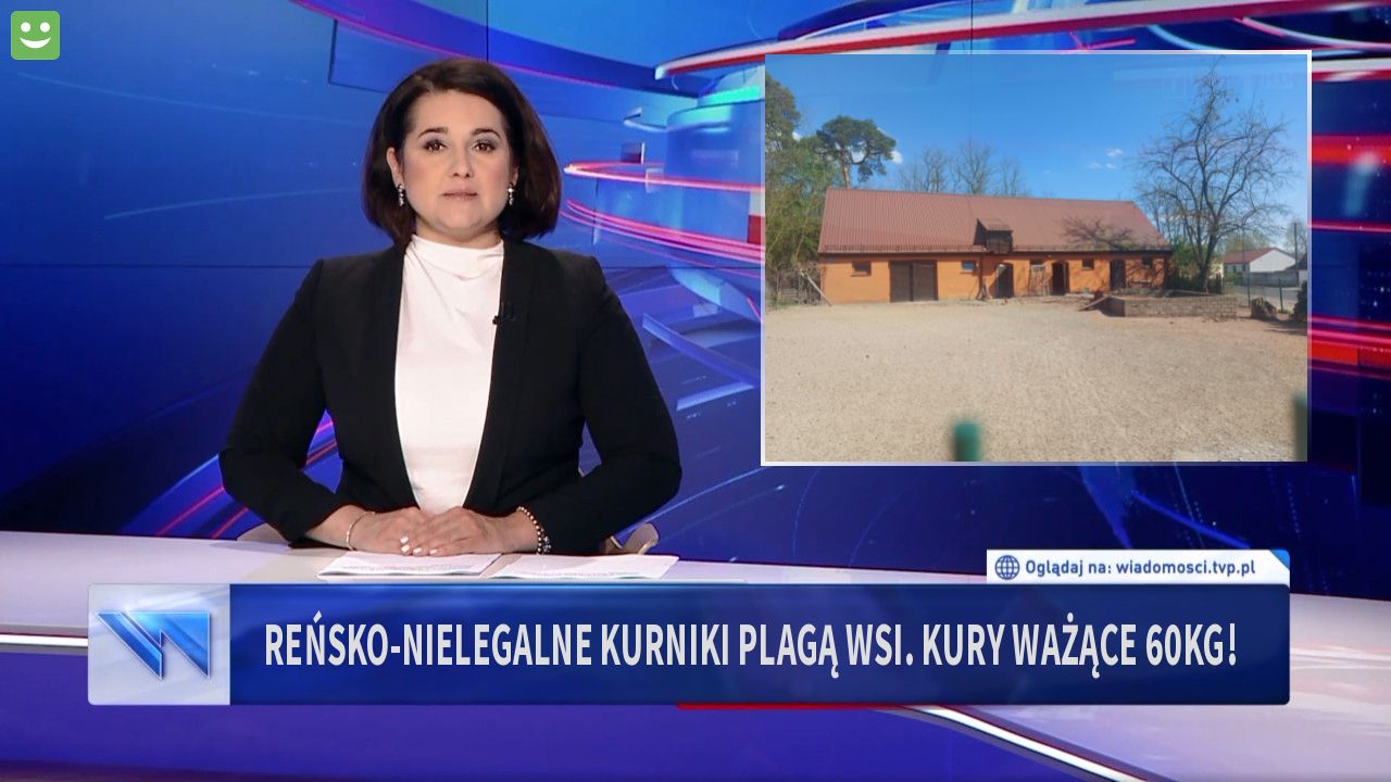 Reńsko-Nielegalne kurniki plagą wsi. KURY WAŻĄCE 60KG!