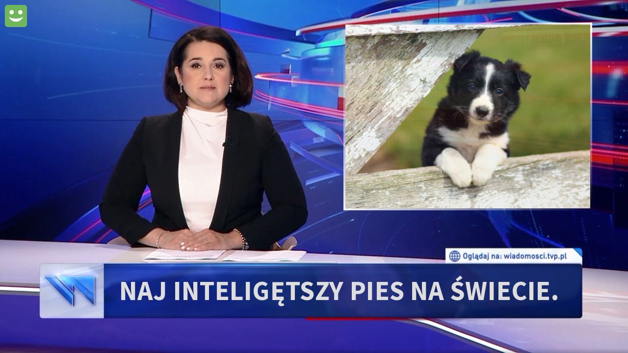 naj inteligętszy pies na świecie.