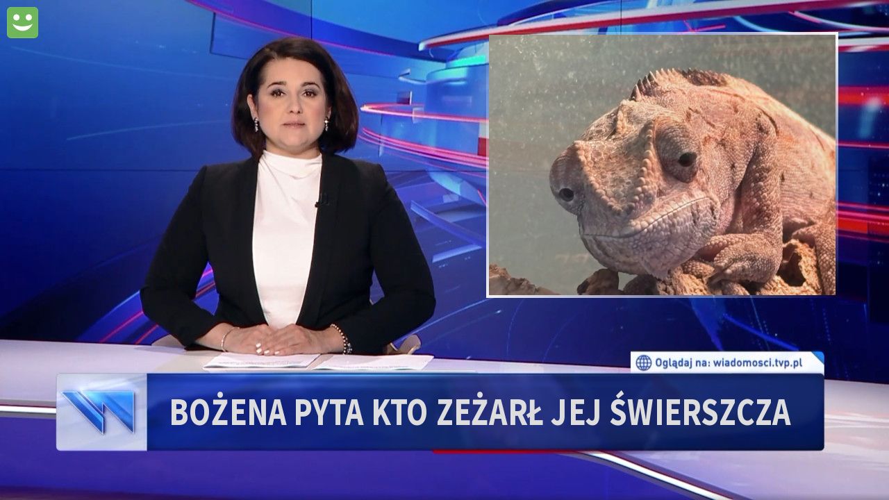 Bożena pyta kto zeżarł jej świerszcza