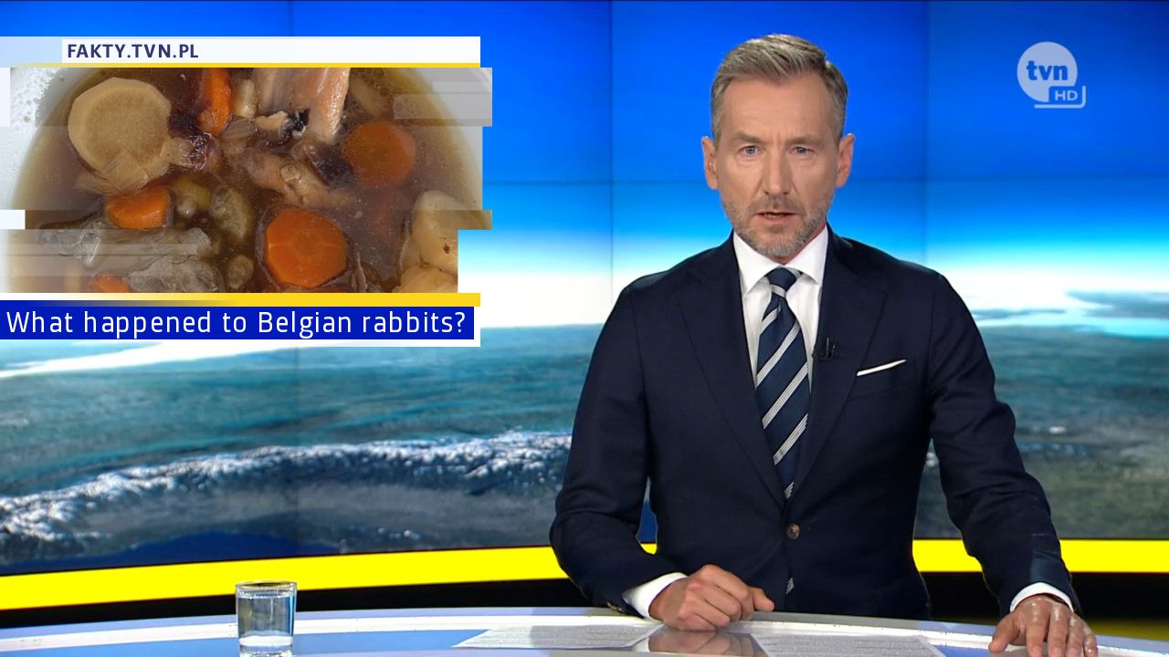 What happened to Belgian rabbits?