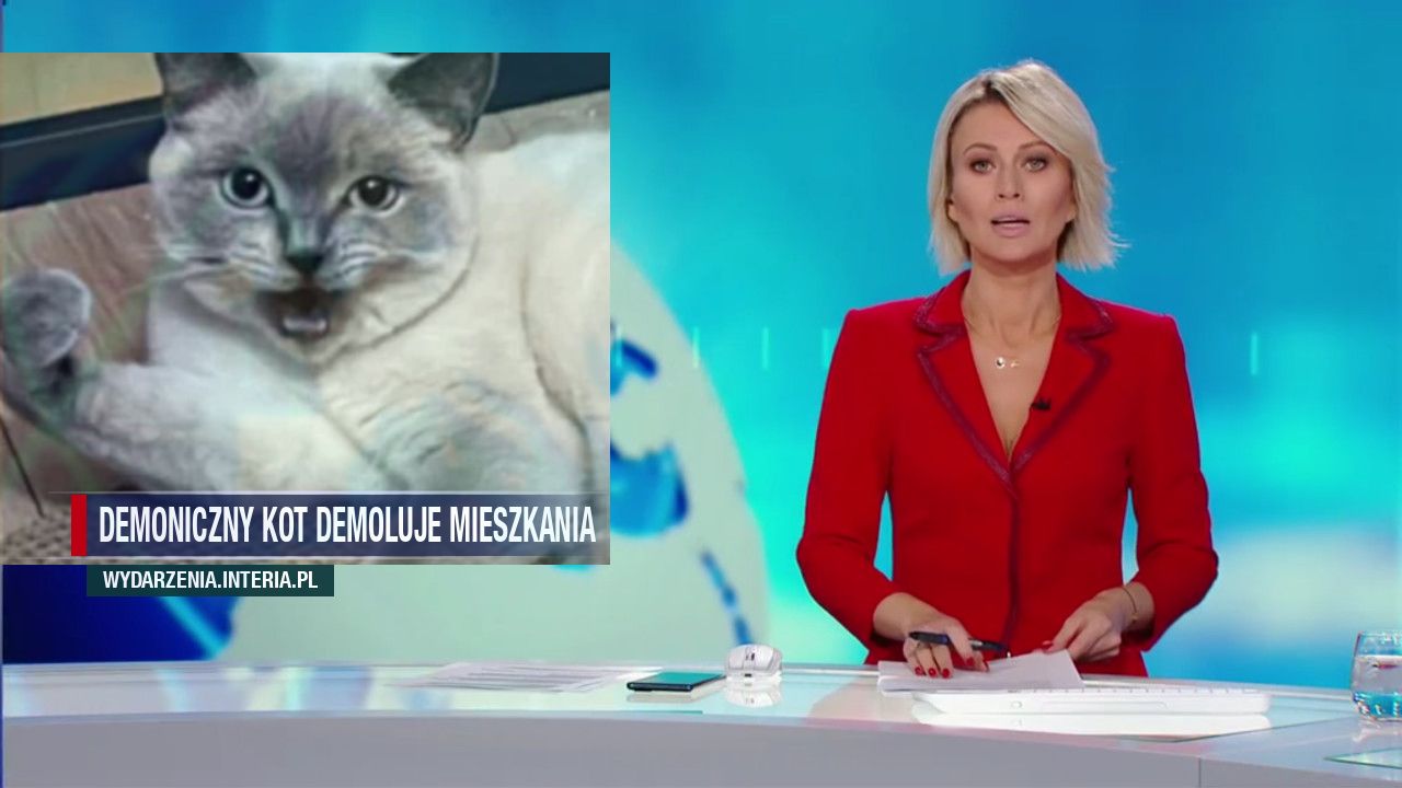 Demoniczny kot demoluje mieszkania