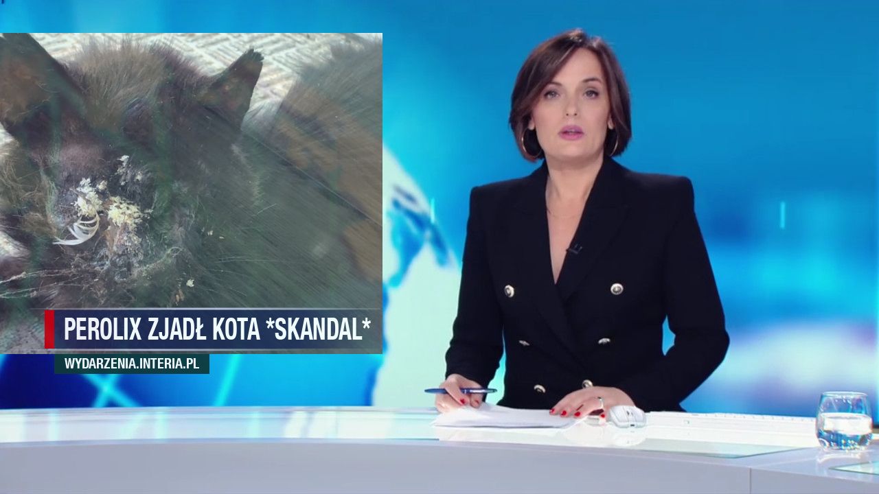 Perolix zjadł kota *skandal*