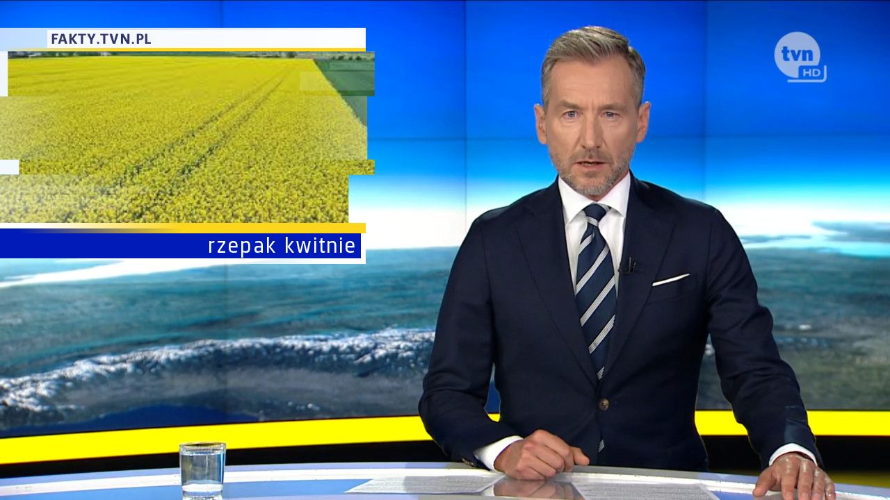 rzepak kwitnie