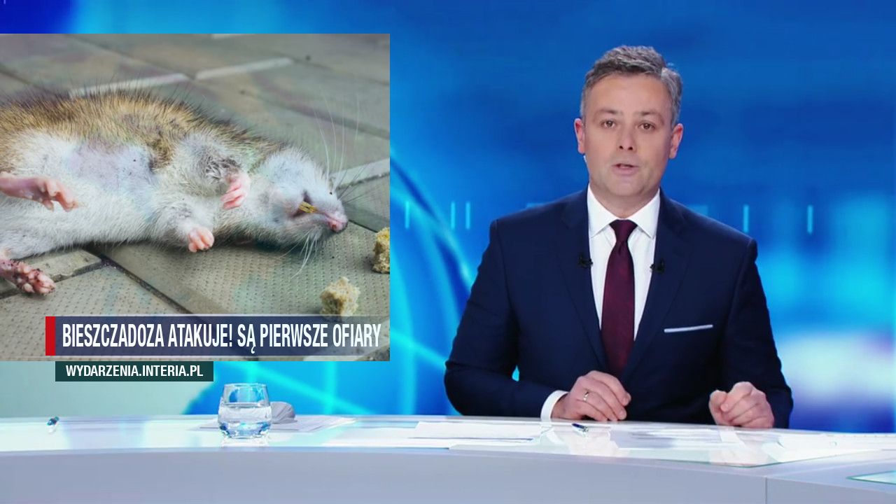 Bieszczadoza atakuje! Są pierwsze ofiary