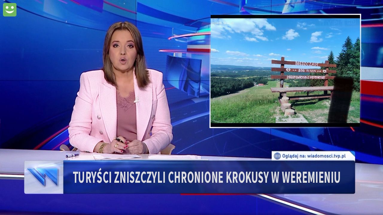 Turyści zniszczyli chronione krokusy w Weremieniu