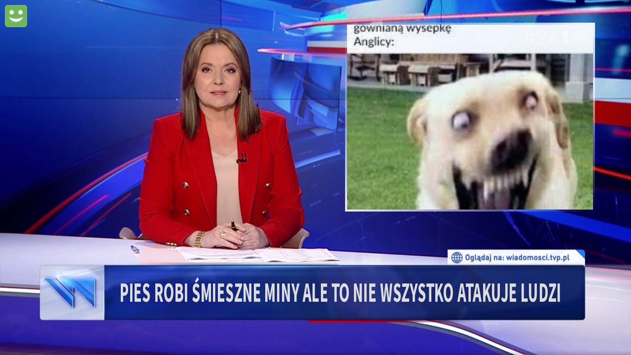 pies robi śmieszne miny ale to nie wszystko atakuje ludzi