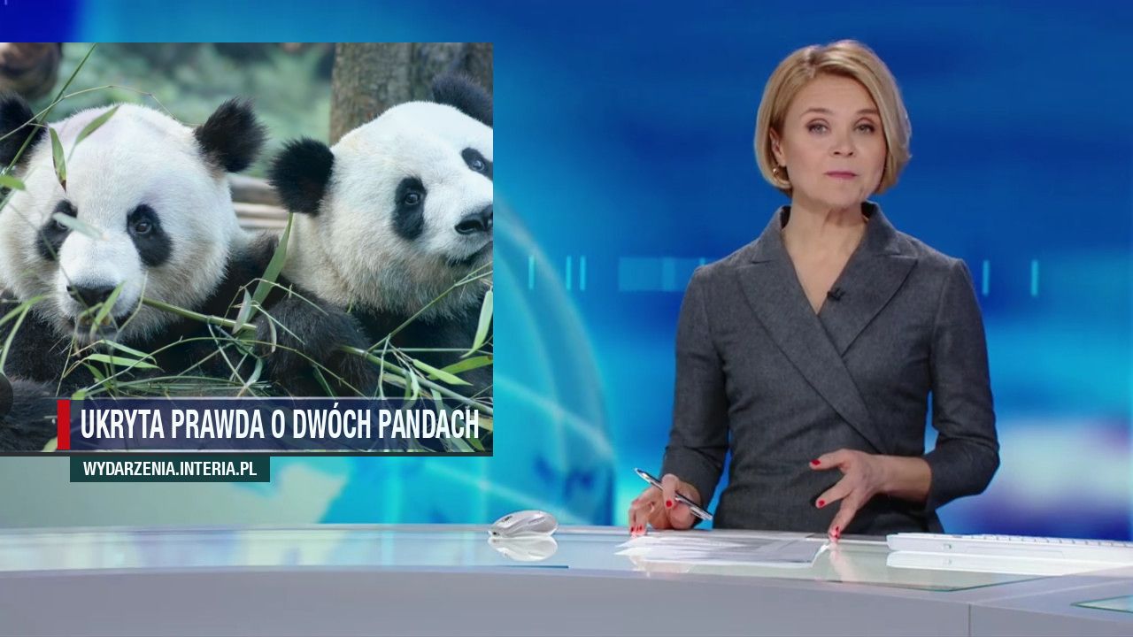 Ukryta prawda o dwóch pandach