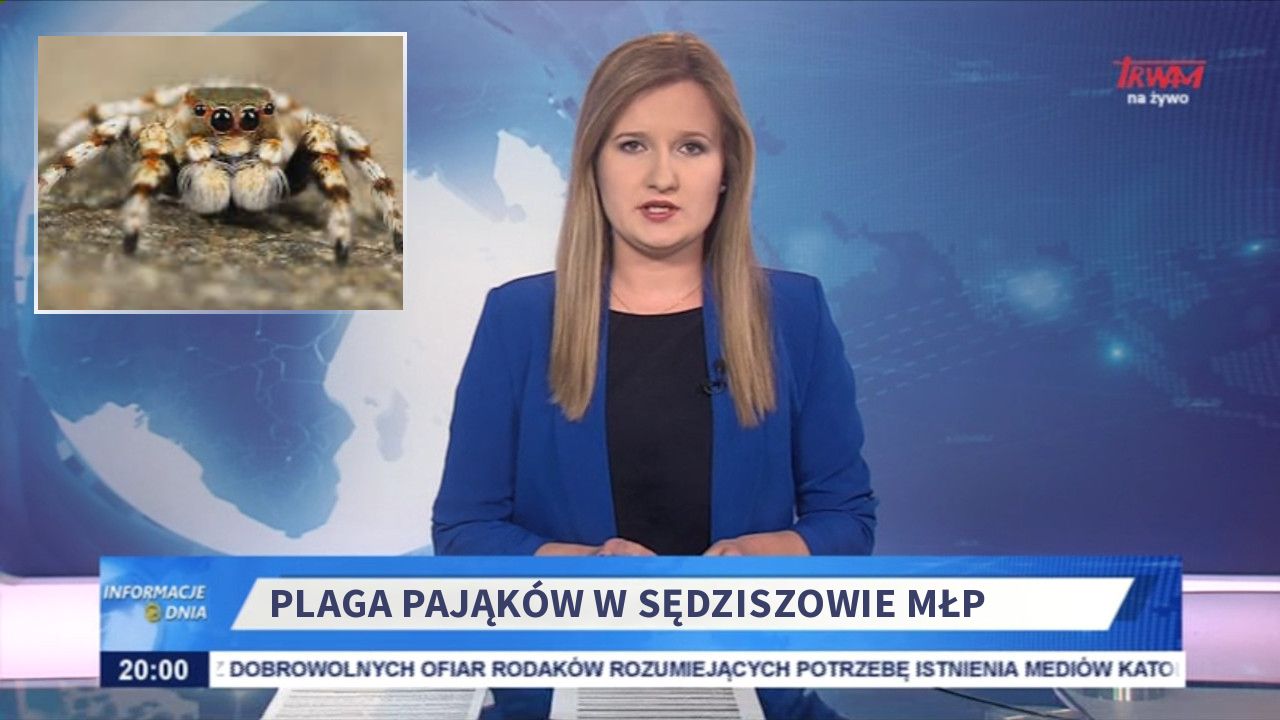 Plaga pająków w Sędziszowie MŁP