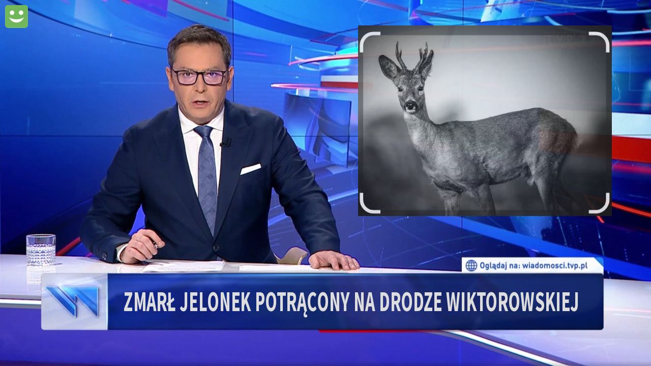 Zmarł Jelonek potrącony na Drodze Wiktorowskiej