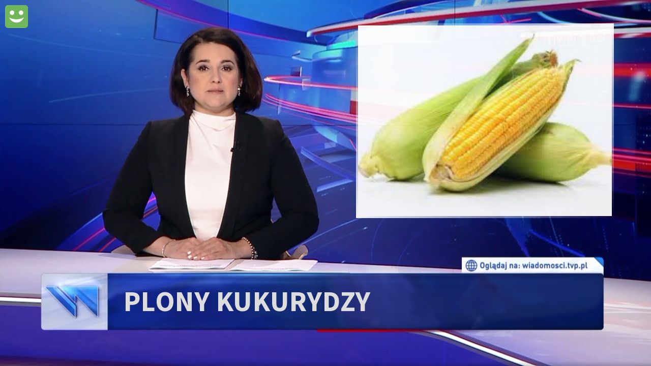 plony kukurydzy