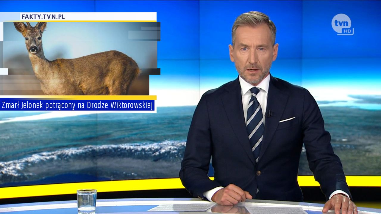 Zmarł Jelonek potrącony na Drodze Wiktorowskiej