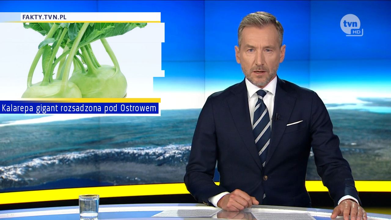 Kalarepa gigant rozsadzona pod Ostrowem